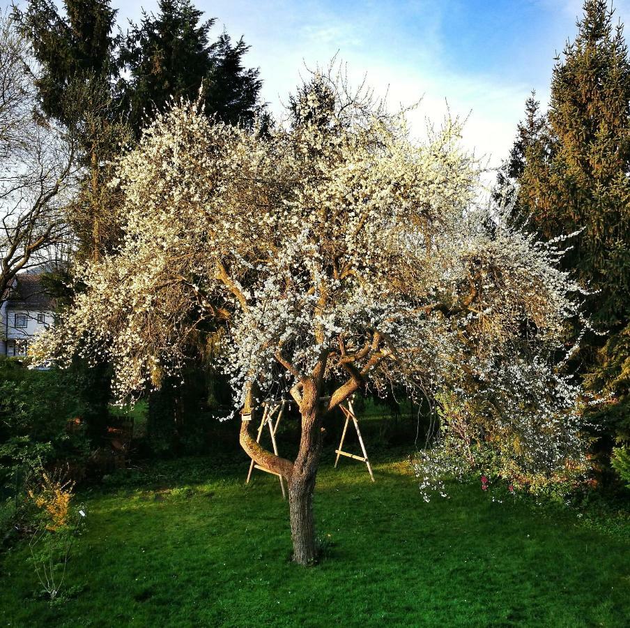 Apartment - Georgenberg / Entspannen Im Harz / Mittendrin